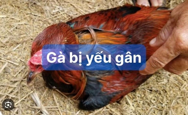 Nguyên nhân gà bị yếu chân từ đâu?